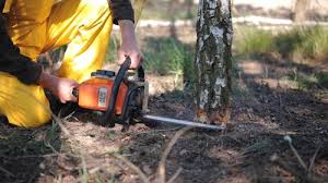 Best Lawn Disease Treatment  in Fresno, CA
