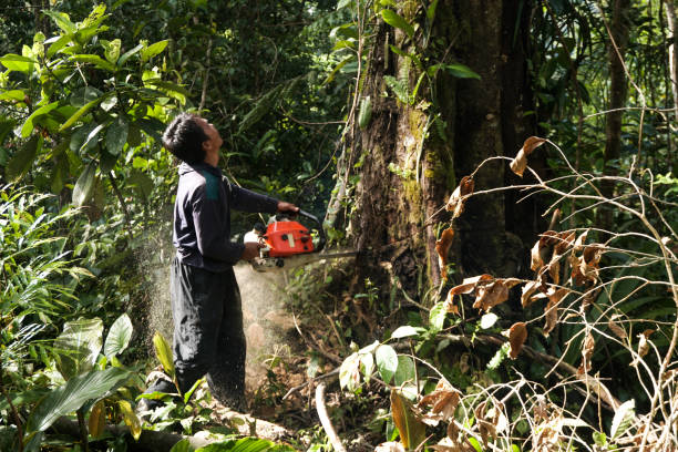 Best Hazardous Tree Removal  in Fresno, CA