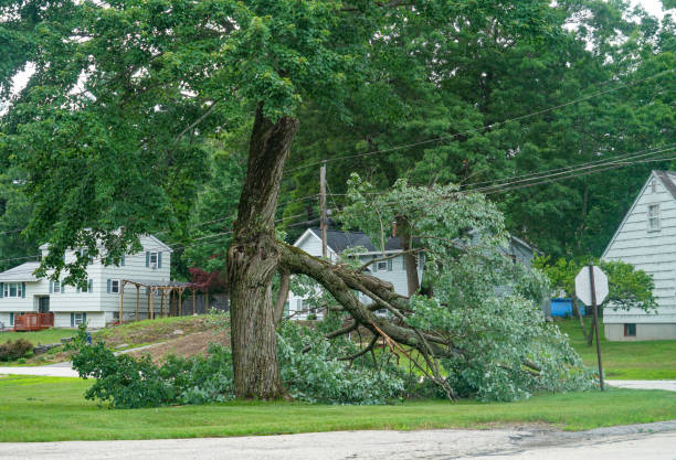 How Our Tree Care Process Works  in  Fresno, CA