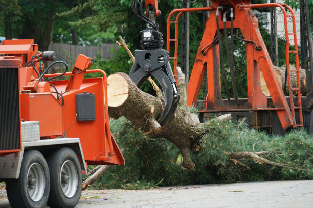 Best Tree and Shrub Care  in Fresno, CA